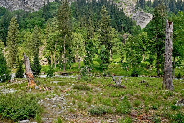 Closeup shot of a landscape with forest and green trees