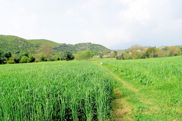 Closeup shot of a landscape with fresh green grass and mountains in the background