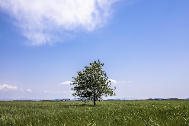 Closeup shot of a landscape with green field and a tree on a bright sunny day in South Korea