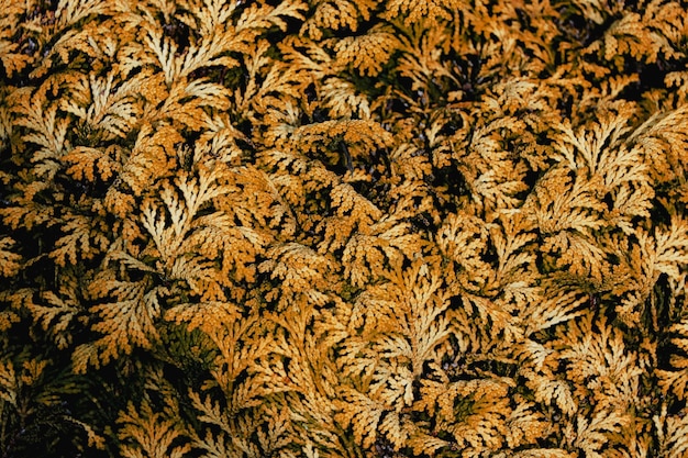 Closeup shot of leaves of a fir tree