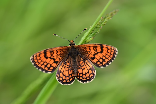 Photo closeup shot of a little butterfly sitting on a wildflower