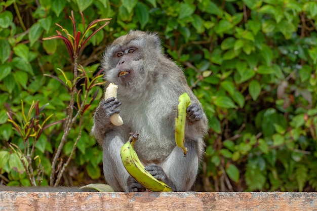 Closeup shot of longtailed macaque