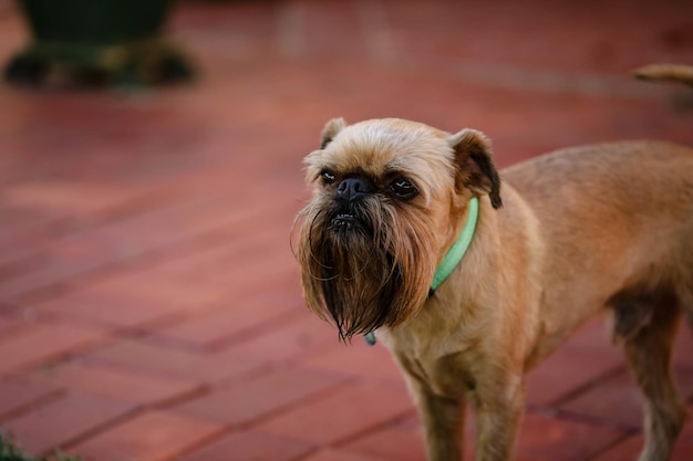 Closeup shot of a lovely brown dog with a green collar