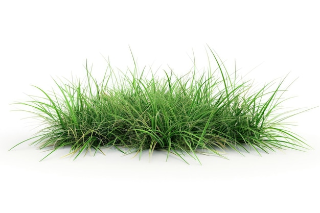 Closeup shot of lush green grass on a flat white surface ideal for illustrations backgrounds or decorative purposes