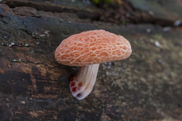 Closeup shot of a mushroom in a forest with a blurred surface