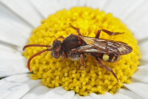 Closeup shot of a Nomada ruficornis bee sitting on a flower