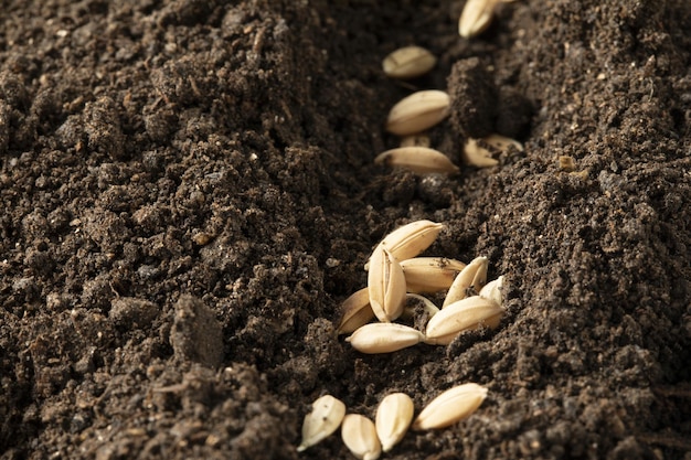 Closeup shot of oats seeds in a soil