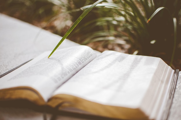 Closeup shot of an open bible near a plant with a blurred background