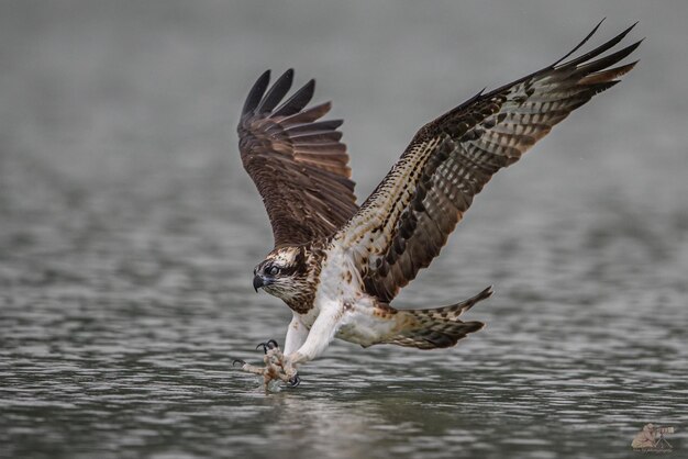 Closeup shot of an Osprey flying over a lake