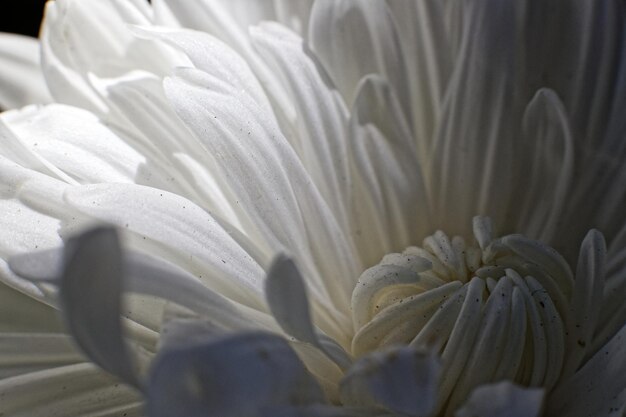 Photo closeup shot of the petals of a white chrysanthemum flower