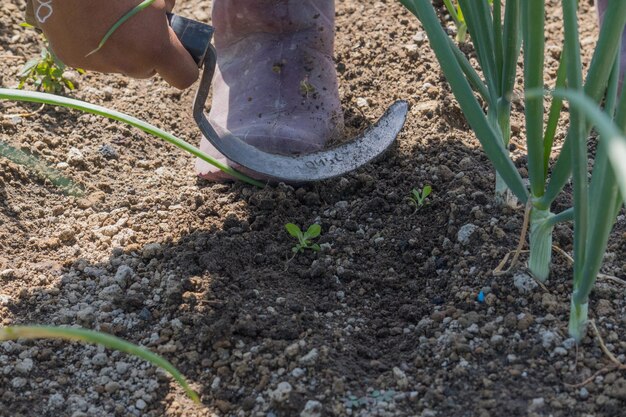 Closeup shot of plant sprouts in a field