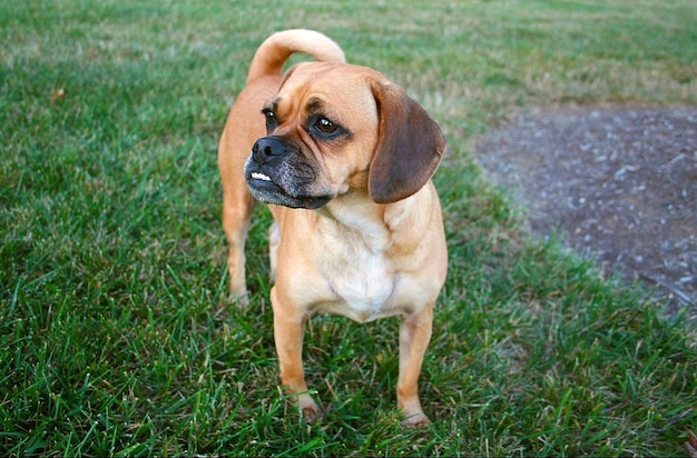 Closeup shot of a puggle on a green lawn