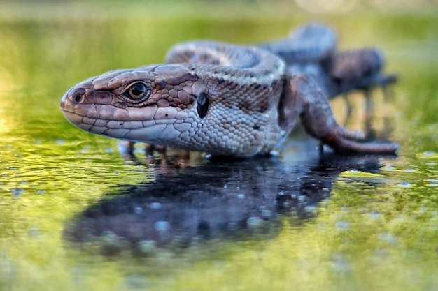 Closeup shot of a purple lizard swimming in the water on a sunny day