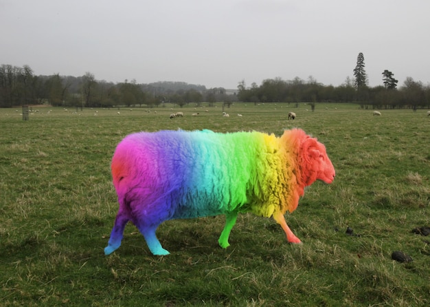 Closeup shot of a rainbow pride flag colored sheep walking in a field