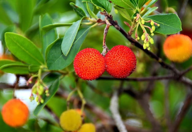 Closeup shot of red fruits of Arbutus unedo