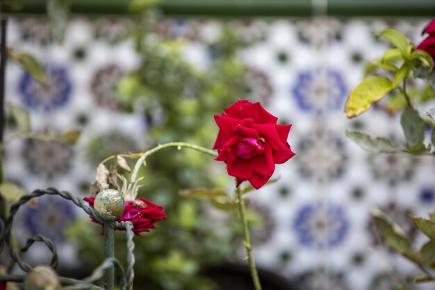 Closeup shot of a red rose in the garden