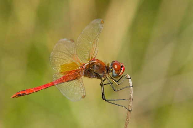 Closeup shot of a red-veined darter  waiting for its prey