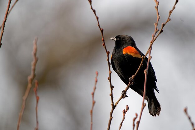 Photo closeup shot of a red-winged blackbird on the tree branch