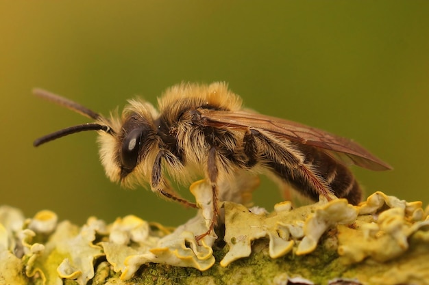 Closeup shot of a redtailed mining bee