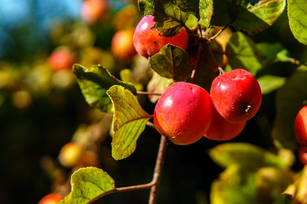 Closeup shot of ripe red apples on the tree