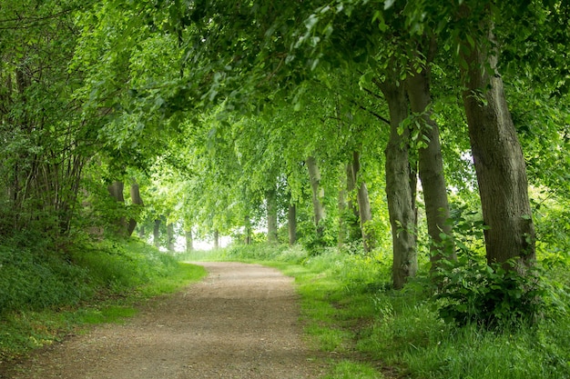 Closeup shot of a road through the forest