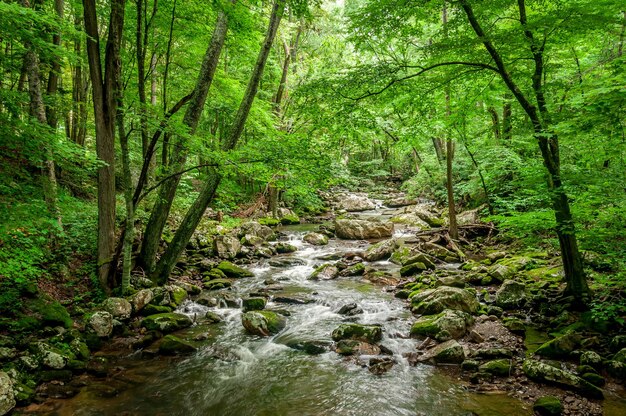 Closeup shot of a rocky river in a forest