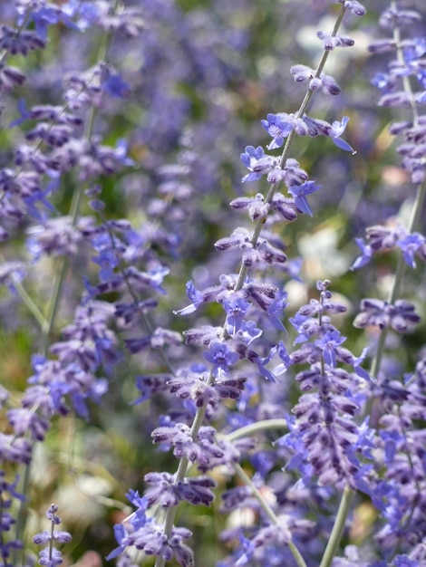 Closeup shot of a Russian sage flower on a field