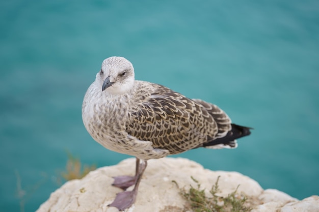 Closeup shot of a seagull on a rock