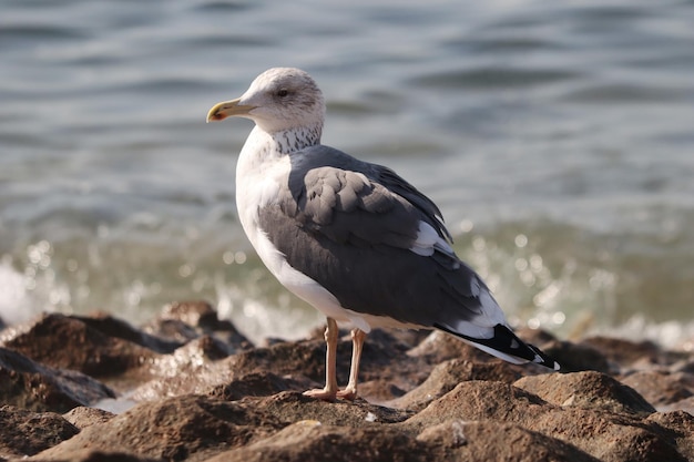 Closeup shot of a seagull standing on the beach on a blurred background