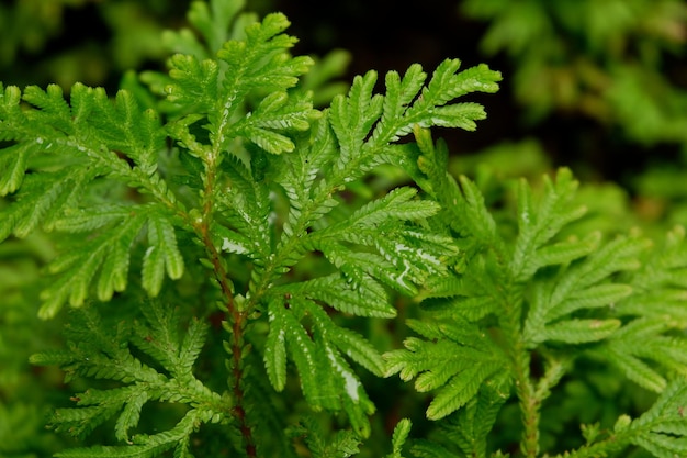 Closeup shot of Selaginella moellendorffii branches