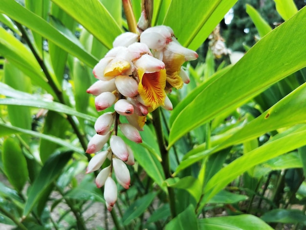 Closeup shot of Shell ginger flowers growing in a park