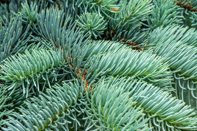 Closeup shot of a silver fir tree branch under the sunlight