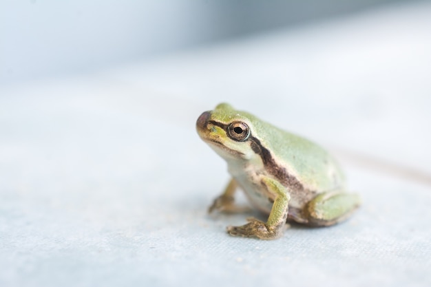 Closeup shot of a small frog