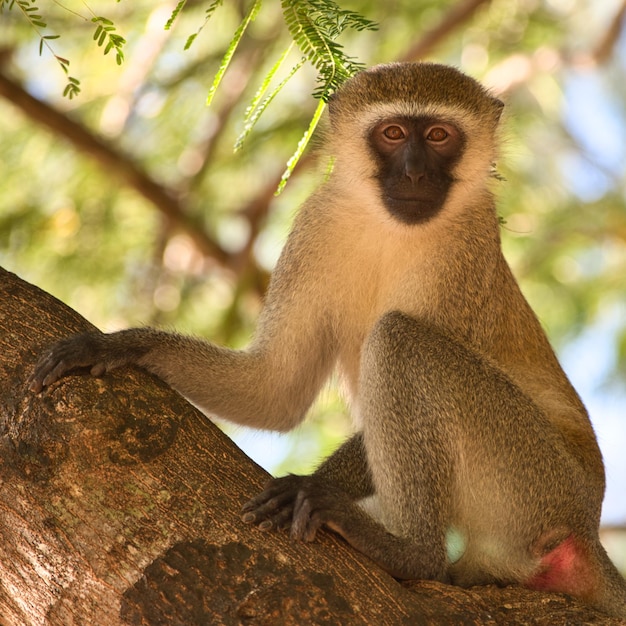 Closeup shot of a small monkey on the tree in the park in Kenya