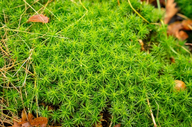 Closeup shot of sphagnum moss