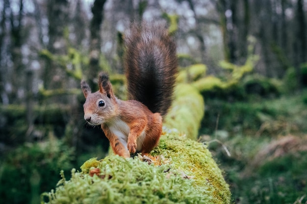 Closeup shot of a squirrel on a green grass