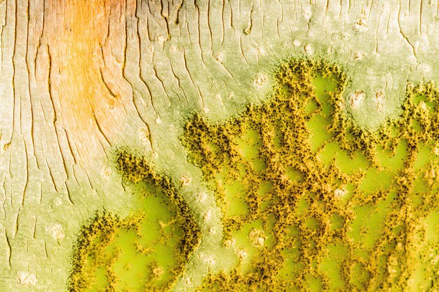 Closeup shot of the texture of a tree bark with green moss and cracks Generated by AI