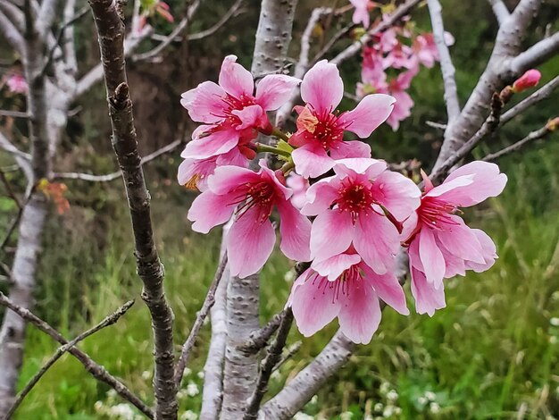 Closeup shot of a tree blossom