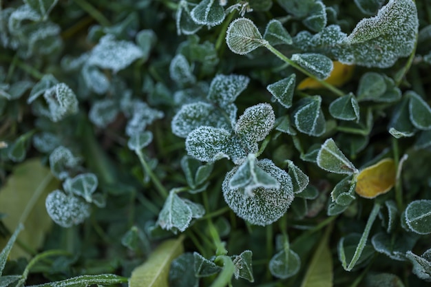 Closeup shot of tree leaves