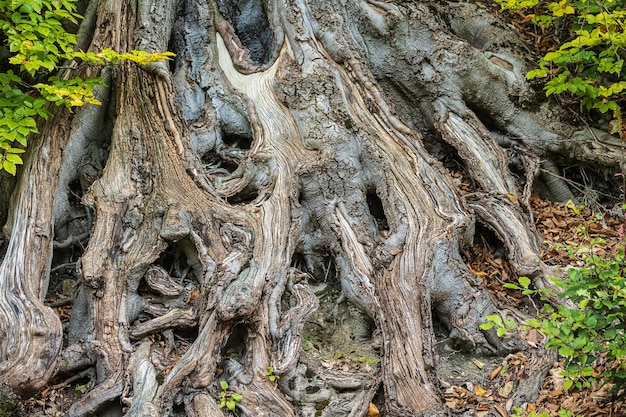 Closeup shot of tree roots in the forest