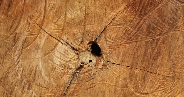 closeup shot of tree stump wooden texture