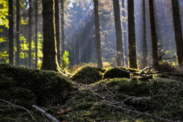 Closeup shot of trees in the forest in Morvan, France on a sunny day