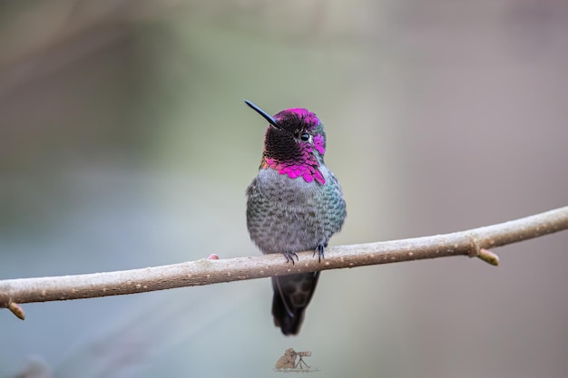 Closeup shot of a Trochilinae bird perched on a branch