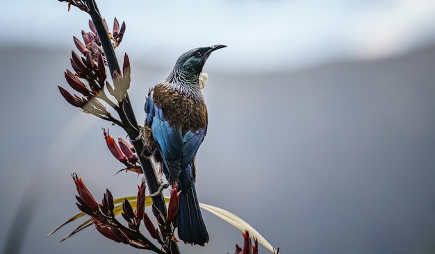 Closeup shot of a tui bird perched on a flax flower captured in New Zealand