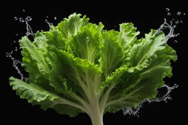 Closeup shot water burst on green lettuce isolated on black background