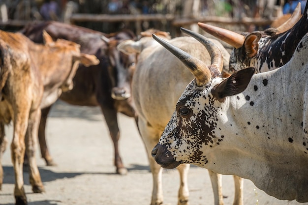 Closeup shot of a white bull in a herd