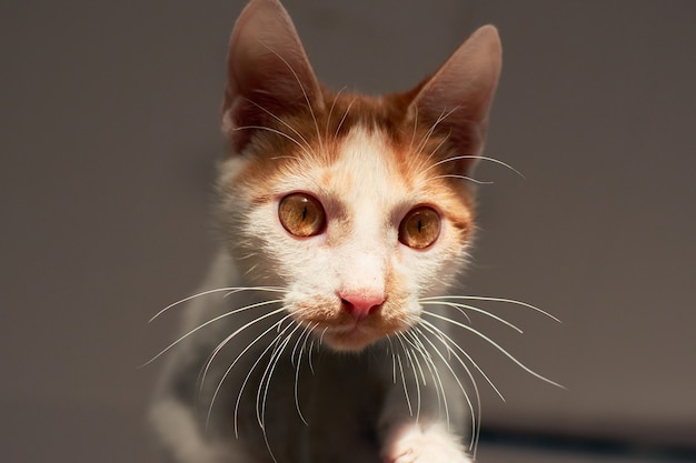 A closeup shot of a white and ginger cat indoor