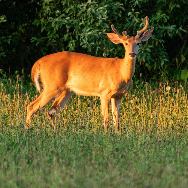 Closeup shot of a White tailed deer in the green field