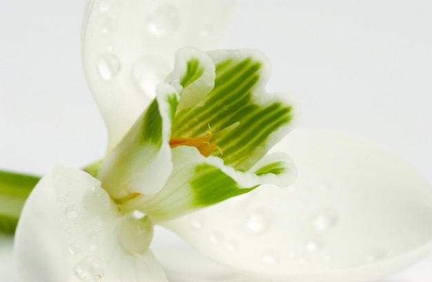 Closeup shot of white wet flower on white background