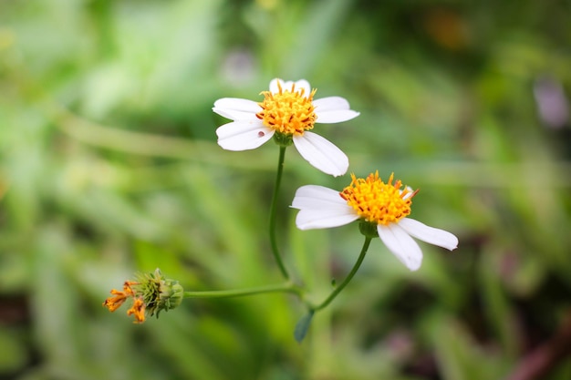 Closeup shot of white wildflowers against a bokeh background in Chiangmai Thailand